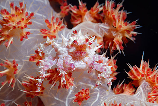 软珊瑚,蜘蛛蟹,南,苏拉威西岛,西里伯斯海,太平洋,印度尼西亚,亚洲