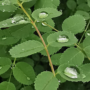 树叶花草露珠