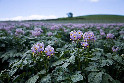 马铃薯花花语图片