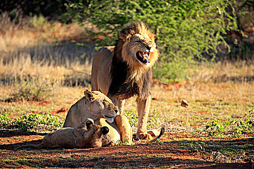狮子,家族,雄性,禁猎区,卡拉哈里沙漠,北角,南非,非洲