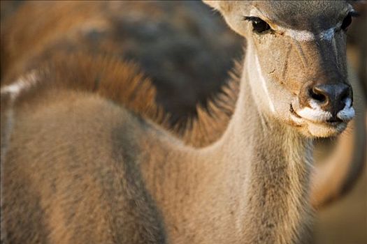 纳米比亚,埃龙戈区,上半身,雌性,捻角羚,羚羊,大捻角羚