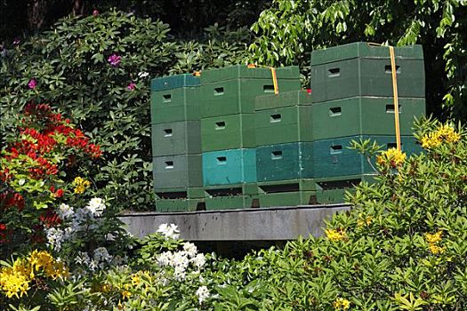 蜂巢,植物园,汉堡市,德国,欧洲