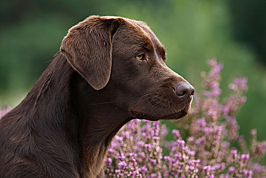 拉布拉多犬,家犬,雌性,头像,石荷州,德国,欧洲