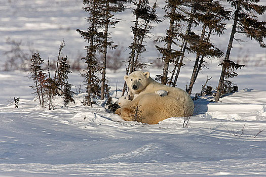 双胞胎,北极熊,幼兽,依偎,母亲,雪地,瓦普斯克国家公园,曼尼托巴,加拿大,冬天