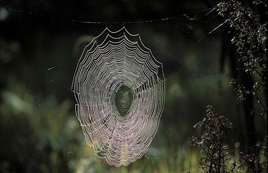 蜘蛛网,园蛛属,德国