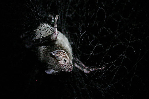 蝙蝠,抓住,网,研究,八月,2008年