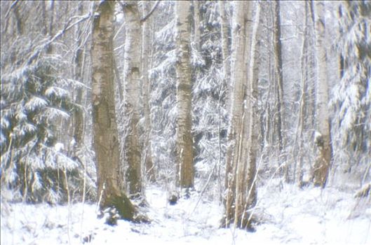 树林,冬天,列宁格勒,区域,圣彼得堡,俄罗斯