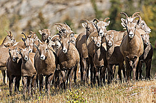 牧群,落基山,大角羊,雌性,羊羔,看,走,向前