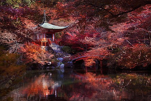 桥,上方,水塘,庙宇,红色,彩色,秋天风景,围绕,鸡爪枫,树,局部,复杂,佛教寺庙,京都,日本,亚洲
