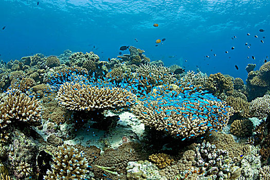 绿色,悬空,上方,珊瑚,礁石,桌面珊瑚,石头,马尔代夫,印度洋,亚洲