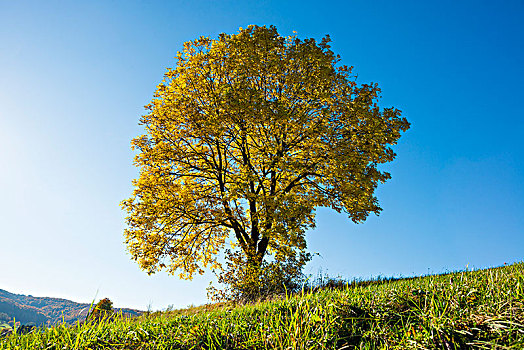 欧洲,白蜡树,欧洲白蜡树,孤树,秋天,生物保护区,黑森州