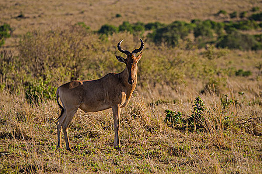 肯尼亚马赛马拉国家公园狷羚