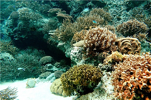 珊瑚,海洋