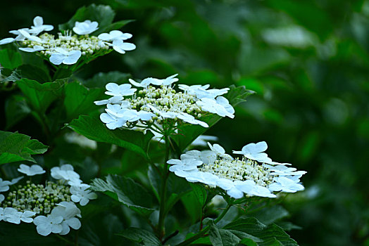 蒾,花开