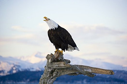 白头鹰,枯枝,本垒打,阿拉斯加,美国