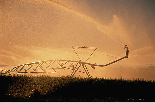 作物,灌溉,洒水器,艾伯塔省,加拿大