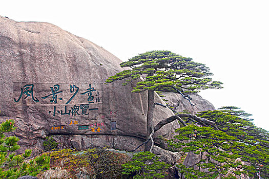 黄山,迎客松,壮观,名胜,风采,0010