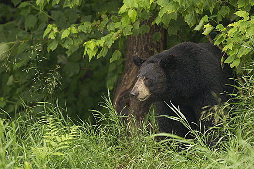 黑熊,站立,紧张,树林,明尼苏达,数码
