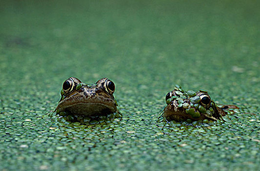 蛙,中国林蛙,一对,浮萍
