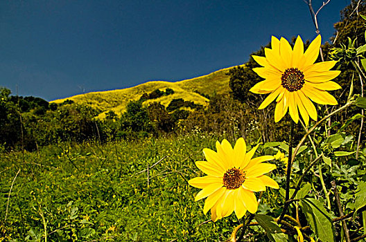 黄色,雏菊,土地,加利福尼亚,美国