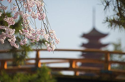 樱花,桥,五个,故事,塔,宫岛,廿日市,广岛,本州,日本
