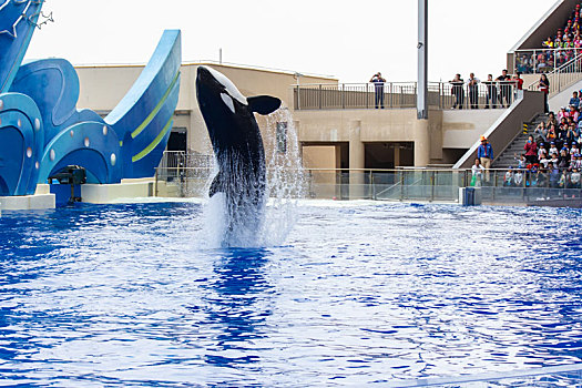 上海海昌海洋公园虎鲸表演