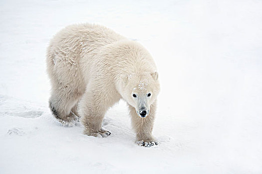 孤单,北极熊,走,向上,摄影,好奇,看,丘吉尔市,曼尼托巴,加拿大