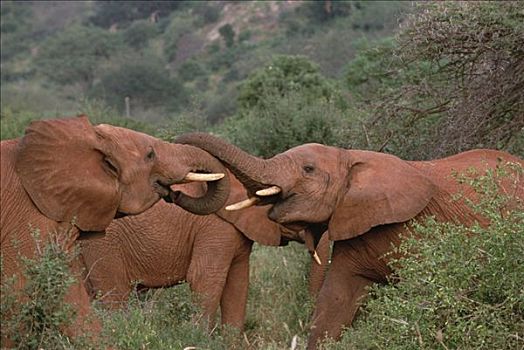 非洲象,幼兽,雄性动物,问候,仪式,安伯塞利国家公园,肯尼亚