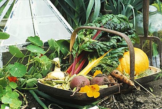 篮子,新鲜,收获,蔬菜,花园