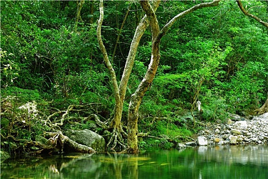 水池,树林