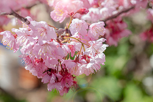 台湾樱花季,武陵农场千樱园,盛开的樱花