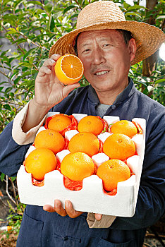 农民手上端着一箱爱媛果冻橙