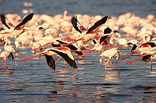 小红鹳,成年,飞行,生物群,纳库鲁湖,肯尼亚