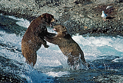 大灰熊,争斗,斑点,急流