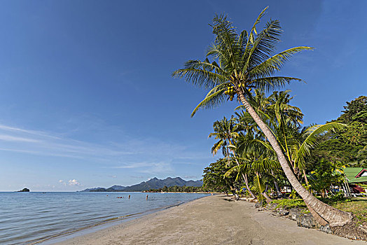 海边,椰树,苏梅岛,泰国