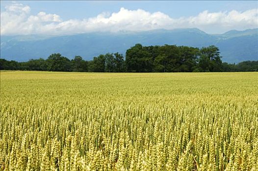 麦田