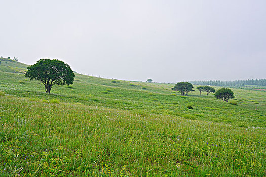 草原,牧场,高原,绿树,云雾