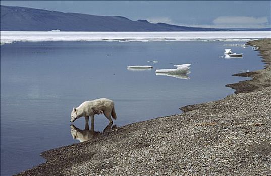 北极狼,狼,水边,艾利斯摩尔岛,加拿大