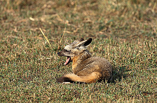 大耳狐,成年,哈欠,马赛马拉,公园,肯尼亚