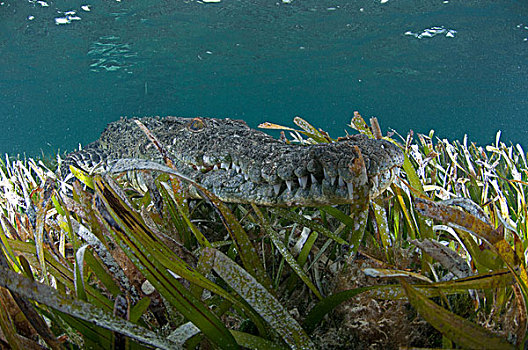 水下视角,鳄鱼,保护色,海草,环礁,墨西哥