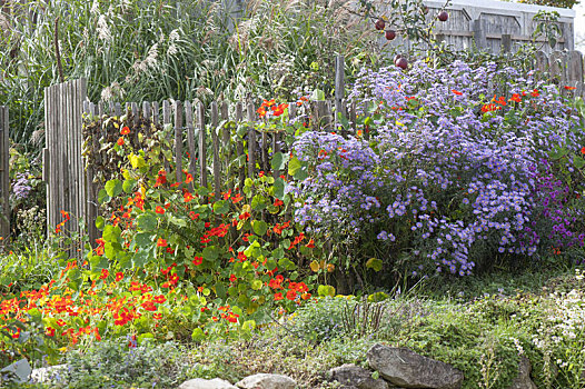 木篱,金莲花属植物,旱金莲,紫苑属