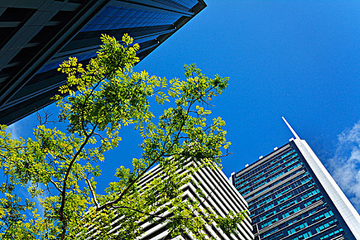 摩天大楼,建筑,树枝,蓝天,布里斯班,昆士兰,澳大利亚