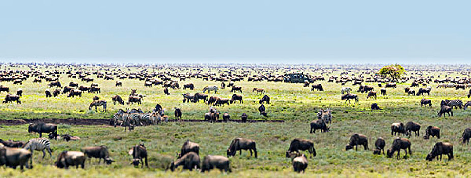 全景,角马,迁徙,塞伦盖蒂国家公园,坦桑尼亚