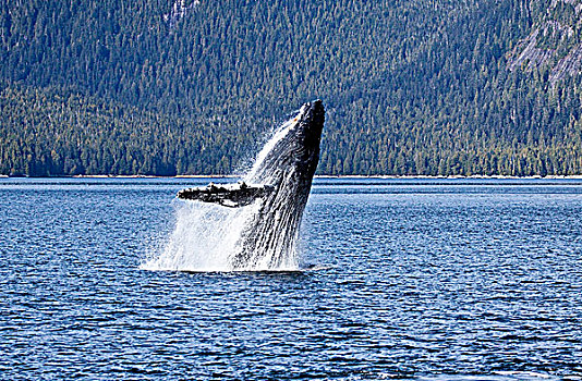 驼背鲸,鲸跃,不列颠哥伦比亚省,中心,海岸,加拿大