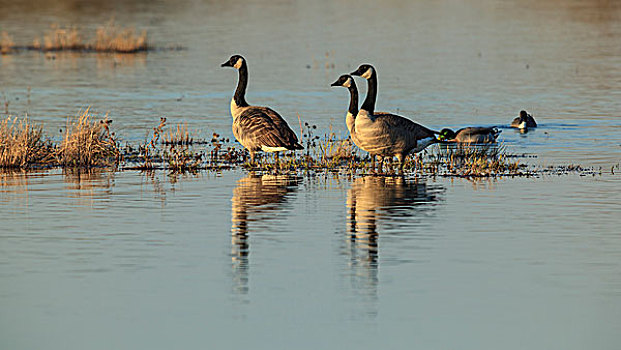 美国,俄勒冈,低湿地,国家野生动植物保护区,黑额黑雁,加拿大雁