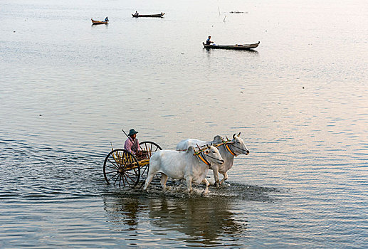 传统,阉牛,手推车,陶塔曼湖,阿马拉布拉,靠近,曼德勒,缅甸,亚洲
