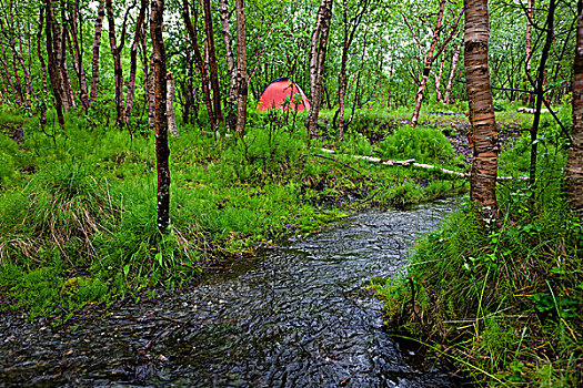 露营,场所,桦树,树林,远足,小路,靠近,瑞典,斯堪的纳维亚,欧洲