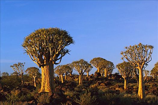 抖树,二歧芦荟,基特曼斯胡普,纳米比亚