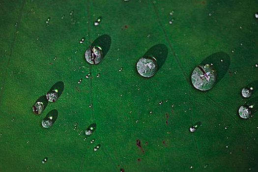 夏雨荷生命之光