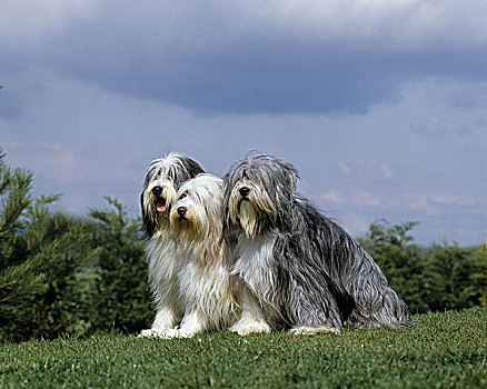 胡须,柯利犬,狗,坐,草坪